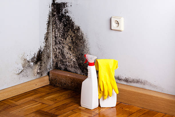 Why You Should Choose Our Mold Remediation Services in Myerstown, PA